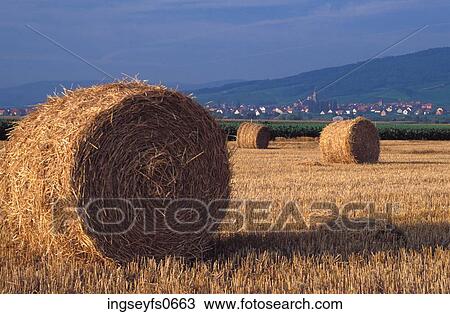 Rolled Up Hay View Large Photo Image Stock Image - Rolled Up Hay. Fotosearch