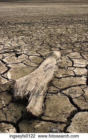 Scorched Wood On Dry Cracked Soil View Large Photo Image Stock Image - Scorched Wood On Dry Cracked Soil. Fotosearch