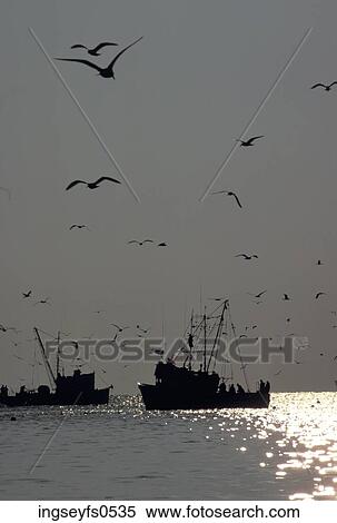 Seagulls Flying over Shrimp Boats View Large Photo Image Stock Photography - Seagulls Flying over Shrimp Boats. Fotosearch