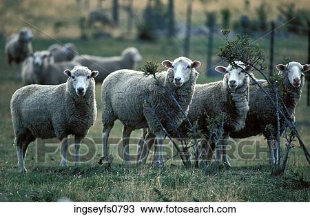 Sheep View Large Photo Image Stock Image - Sheep. Fotosearch