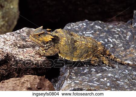 Short-Horned Lizard View Large Photo Image Picture - Short-Horned Lizard. Fotosearch