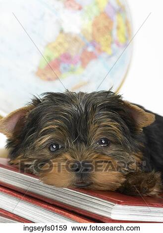 Sleepy Yorkie Resting On Geography Textbooks View Large Photo Image Stock Photo - Sleepy Yorkie Resting On Geography Textbooks. Fotosearch