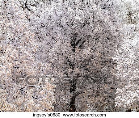 Snowy Branches View Large Photo Image Stock Image - Snowy Branches. Fotosearch
