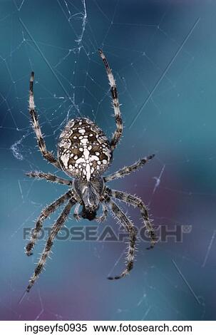 Spider on Web View Large Photo Image Stock Photography - Spider on Web. Fotosearch