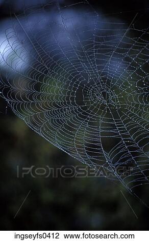Spider Web View Large Photo Image Stock Image - Spider Web. Fotosearch