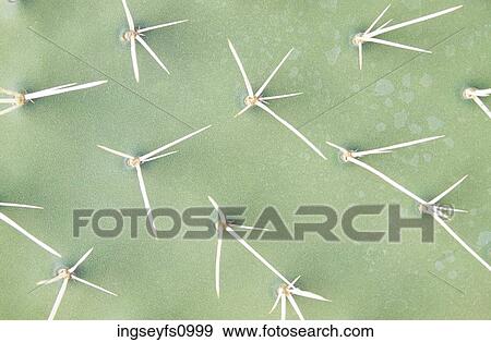 Spines of Prickly Pear Cactus View Large Photo Image Stock Photo - Spines of Prickly Pear Cactus. Fotosearch