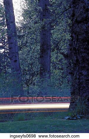Stock Photo - Streak of Light in the Trees. Fotosearch