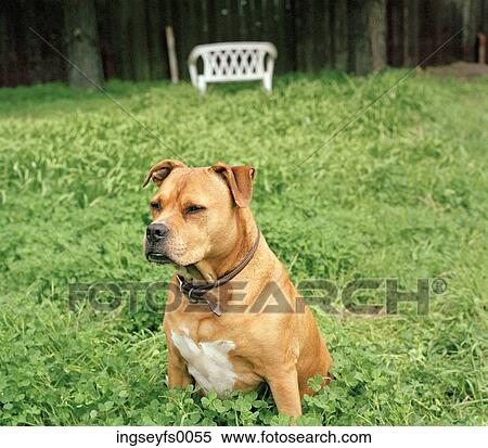Stock Photography - Terrier Sitting In The Back Yard. Fotosearch