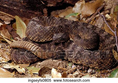 Tiger Rattlesnake View Large Photo Image Stock Photography - Tiger Rattlesnake. Fotosearch