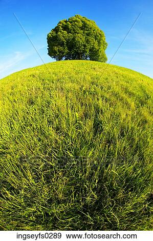 Tree Standing At Top Of Hill View Large Photo Image Stock Photo - Tree Standing At Top Of Hill. Fotosearch