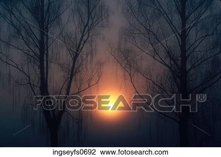 Trees in Foggy Sunset View Large Photo Image Stock Image - Trees in Foggy Sunset. Fotosearch