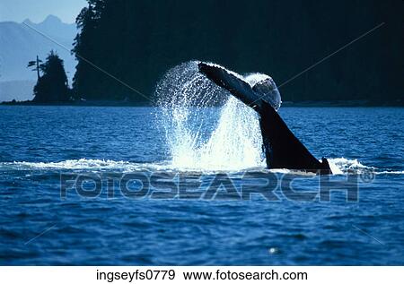 Whale Tail View Large Photo Image Stock Photo - Whale Tail. Fotosearch