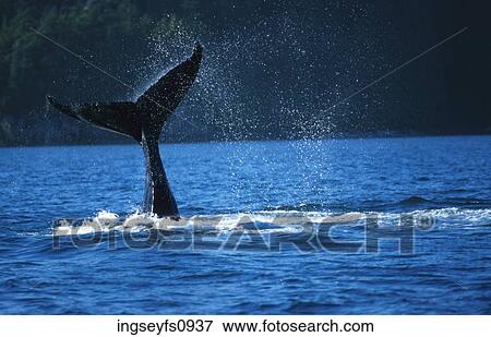 Whale Tail View Large Photo Image Stock Photo - Whale Tail. Fotosearch