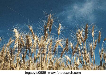 Wheat in Field View Large Photo Image Stock Photo - Wheat in Field. Fotosearch