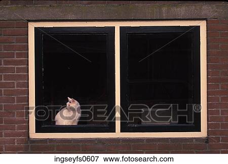 Stock Photo - White Cat Sitting in a Window. Fotosearch