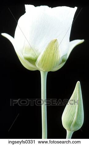 Stock Image - White Tulip. Fotosearch