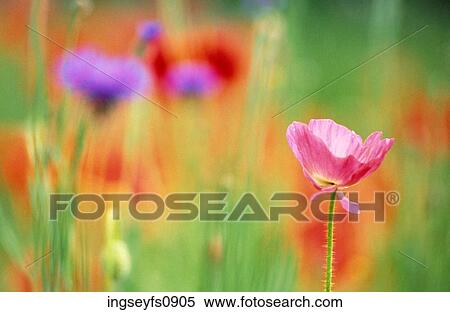 Wild Flowers View Large Photo Image Stock Photography - Wild Flowers. Fotosearch