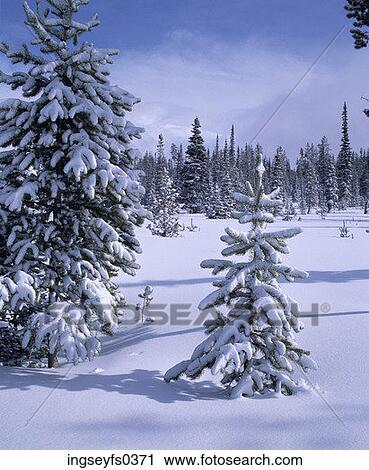 Stock Image - Winter Forest. Fotosearch