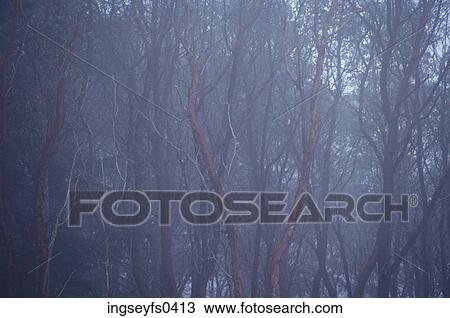 Woods at Dusk View Large Photo Image Stock Image - Woods at Dusk. Fotosearch