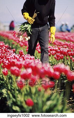 Worker at Tulip Farm View Large Photo Image Stock Image - Worker at Tulip Farm. Fotosearch