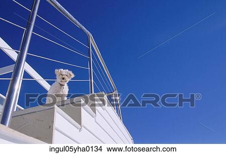 Low angle view of a dog standing at the top of a staircase View Large Photo Image Picture - Low angle view of a dog standing at the top of a staircase. Fotosearch