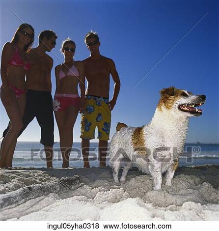 Low angle view of two young couples and a dog standing on the beach View Large Photo Image Stock Photo - Low angle view of two young couples and a dog standing on the beach. Fotosearch