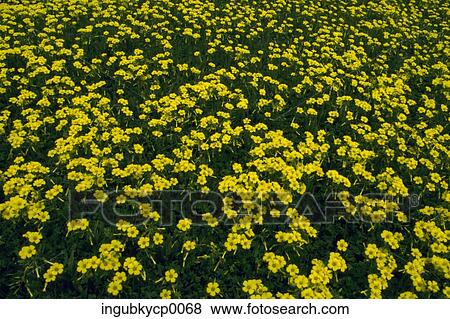 Immagini - alta veduta angolo, di, uno, prato, di, fiori gialli ... Immagini - alta veduta angolo, di, uno, prato, di, fiori gialli ...