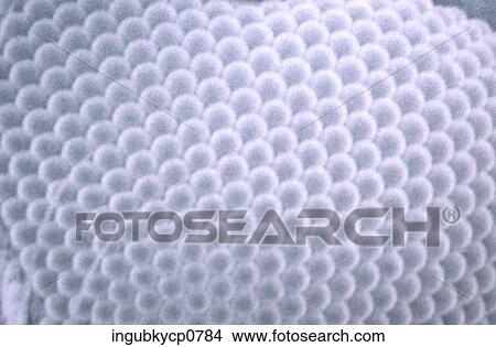 Close-up of a bumpy white surface View Large Photo Image Picture - Close-up of a bumpy white surface. Fotosearch