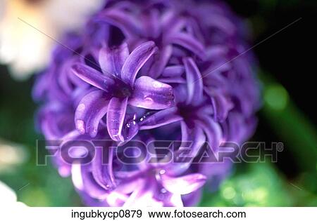 Close-up of a bunch of purple flowers View Large Photo Image Stock Photo - Close-up of a bunch of purple flowers. Fotosearch