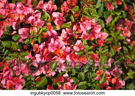 Close-up of a bush of flowers View Large Photo Image Stock Photo - Close-up of a bush of flowers. Fotosearch