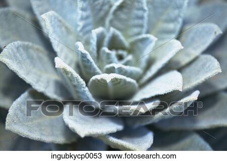 Stock Image - Close-up of a flower shaped plant. Fotosearch