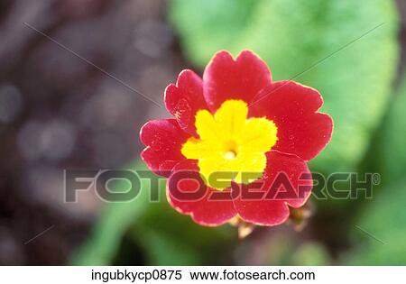 Close-up of a flower View Large Photo Image Stock Photography - Close-up of a flower. Fotosearch