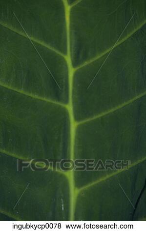 Close-up of a leaf View Large Photo Image Stock Photo - Close-up of a leaf. Fotosearch
