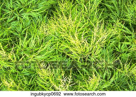 Close-up of a lush green plant View Large Photo Image Stock Image - Close-up of a lush green plant. Fotosearch