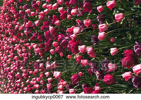 Stock Photo - Close-up of a meadow of tulips. Fotosearch