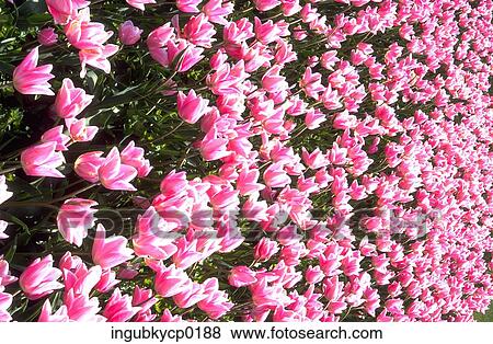 Close-up of a meadow of tulips View Large Photo Image Stock Photo - Close-up of a meadow of tulips. Fotosearch