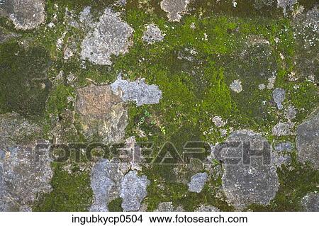 Picture - Close-up of a mossy wall. Fotosearch