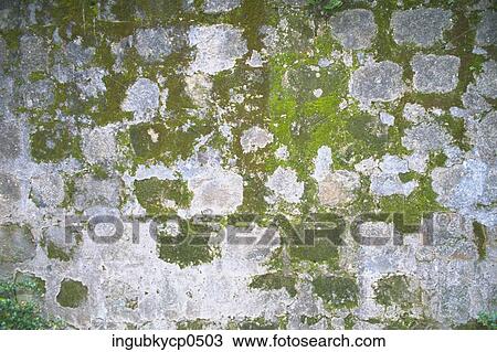 Stock Image - Close-up of a mossy wall. Fotosearch