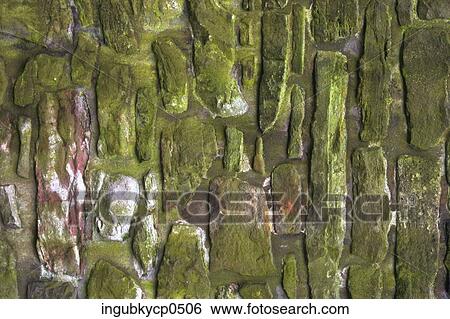 Close-up of a mossy wall View Large Photo Image Stock Photograph - Close-up of a mossy wall. Fotosearch