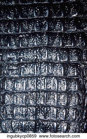 Close-up of a pattern of animal hide View Large Photo Image Stock Photo - Close-up of a pattern of animal hide. Fotosearch