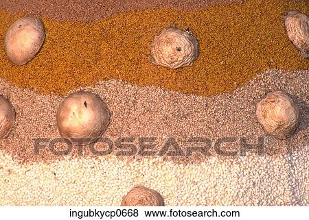 Stock Photo - Close-up of a pattern on a concrete surface. Fotosearch