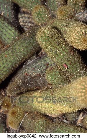 Close-up of a pile of cacti View Large Photo Image Stock Image - Close-up of a pile of cacti. Fotosearch