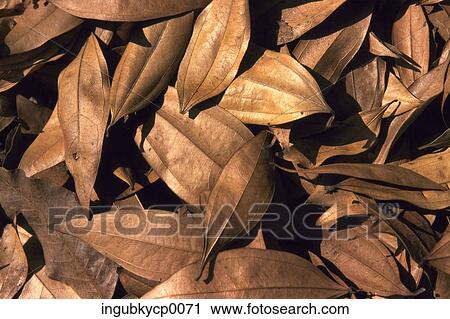 Close-up of a pile of dry leaves View Large Photo Image Stock Image - Close-up of a pile of dry leaves. Fotosearch