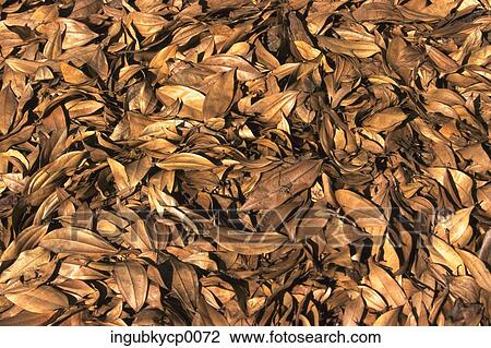 Close-up of a pile of dry leaves View Large Photo Image Stock Image - Close-up of a pile of dry leaves. Fotosearch