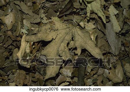 Close-up of a pile of dry leaves View Large Photo Image Stock Photograph - Close-up of a pile of dry leaves. Fotosearch