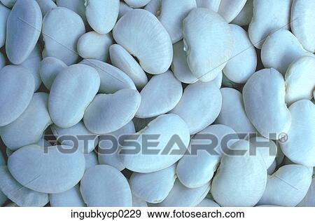 Close-up of a pile of flat white beans View Large Photo Image Stock Photo - Close-up of a pile of flat white beans. Fotosearch
