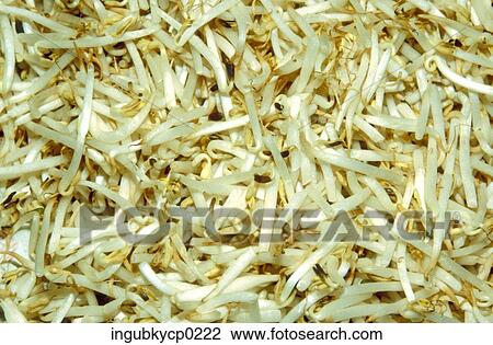Stock Image - Close-up of a pile of fresh bean sprouts. Fotosearch