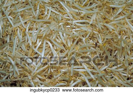 Close-up of a pile of fresh bean sprouts View Large Photo Image Stock Image - Close-up of a pile of fresh bean sprouts. Fotosearch