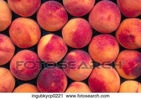 Close-up of a pile of fresh peaches View Large Photo Image Stock Image - Close-up of a pile of fresh peaches. Fotosearch