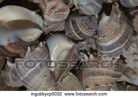 Close-up of a pile of seashells View Large Photo Image Stock Image - Close-up of a pile of seashells. Fotosearch
